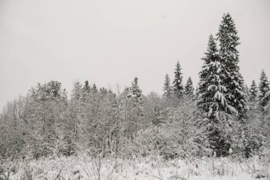 Karla kaplı orman kalın bir kar tabakasıyla kaplı..