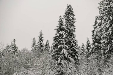 Karla kaplı orman kalın bir kar tabakasıyla kaplı..