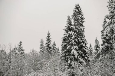 Karla kaplı orman kalın bir kar tabakasıyla kaplı..