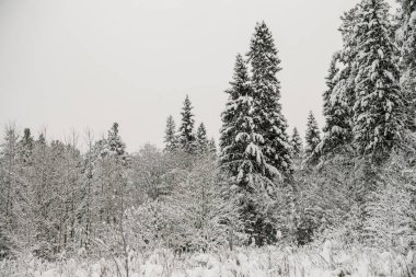 Karla kaplı orman kalın bir kar tabakasıyla kaplı..