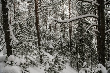 Karla kaplı orman kalın bir kar tabakasıyla kaplı..