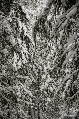 Karla kaplı orman kalın bir kar tabakasıyla kaplı..