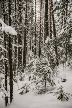 Karla kaplı orman kalın bir kar tabakasıyla kaplı..
