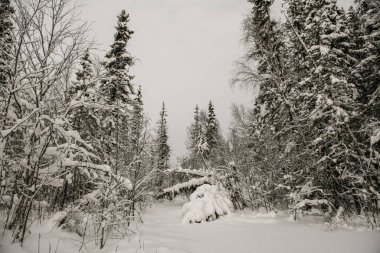 Karla kaplı orman kalın bir kar tabakasıyla kaplı..
