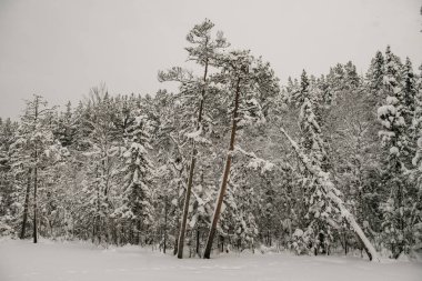 Karla kaplı orman kalın bir kar tabakasıyla kaplı..