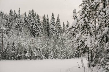 Karla kaplı orman kalın bir kar tabakasıyla kaplı..