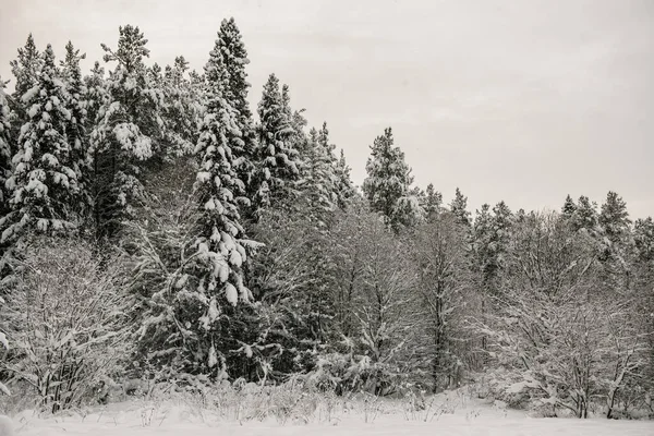 Bosque Cubierto Nieve Cubierto Con Una Gruesa Capa Nieve —  Fotos de Stock