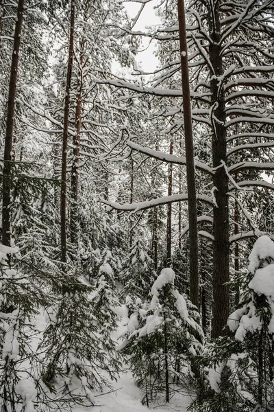 雪に覆われた森には厚い雪が積もっていた — ストック写真