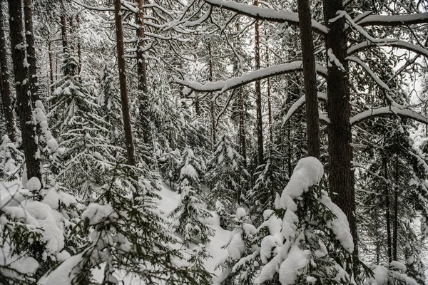 Forêt Enneigée Recouverte Une Épaisse Couche Neige — Photo