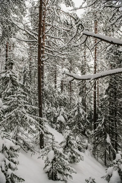 Met Sneeuw Bedekt Bos Bedekt Met Een Dikke Laag Sneeuw — Stockfoto