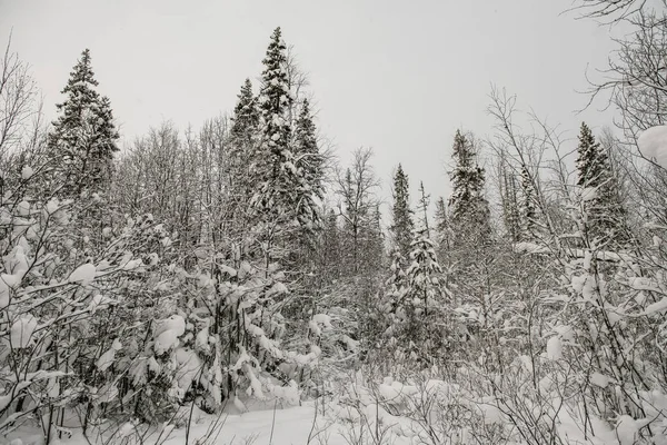 Met Sneeuw Bedekt Bos Bedekt Met Een Dikke Laag Sneeuw — Stockfoto