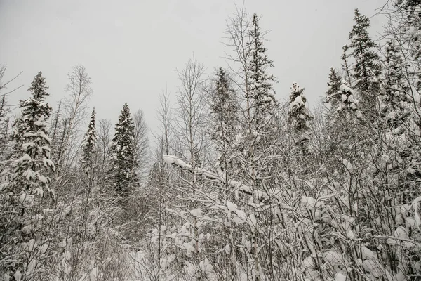 Bosque Cubierto Nieve Cubierto Con Una Gruesa Capa Nieve — Foto de Stock