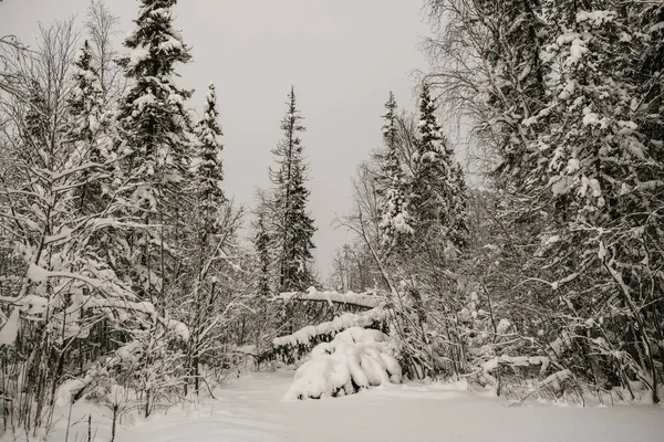 Lasy Pokryte Śniegiem Pokryte Grubą Warstwą Śniegu — Zdjęcie stockowe