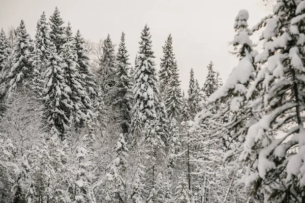 Заснеженные Леса Покрытые Толстым Слоем Снега — стоковое фото