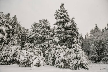 Karla kaplı orman kalın bir kar tabakasıyla kaplı..