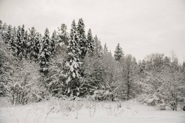 Karla kaplı orman kalın bir kar tabakasıyla kaplı..