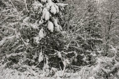 Karla kaplı orman kalın bir kar tabakasıyla kaplı..