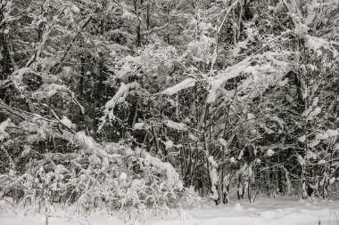 Karla kaplı orman kalın bir kar tabakasıyla kaplı..