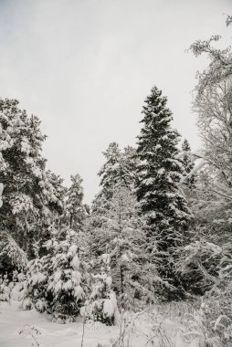 Karla kaplı orman kalın bir kar tabakasıyla kaplı..