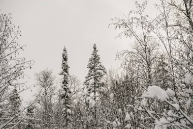 Karla kaplı orman kalın bir kar tabakasıyla kaplı..