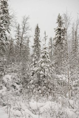 Karla kaplı orman kalın bir kar tabakasıyla kaplı..
