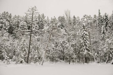 Karla kaplı orman kalın bir kar tabakasıyla kaplı..
