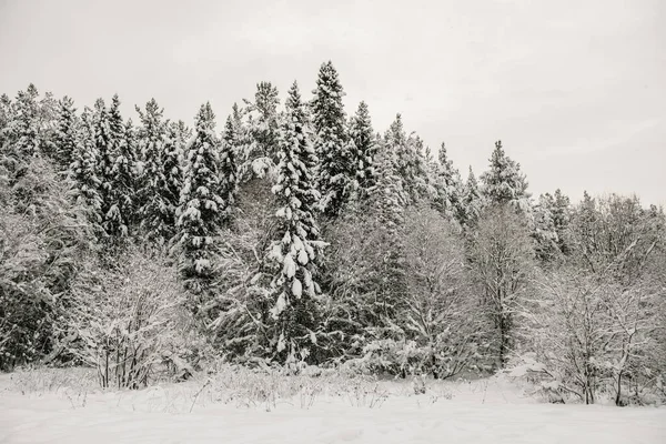 Bosque Cubierto Nieve Cubierto Con Una Gruesa Capa Nieve —  Fotos de Stock