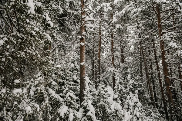 Сніговий Ліс Покритий Товстим Шаром Снігу — стокове фото