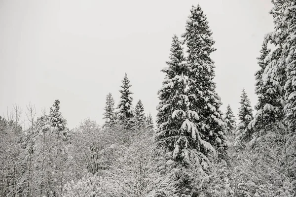 Bosque Cubierto Nieve Cubierto Con Una Gruesa Capa Nieve —  Fotos de Stock