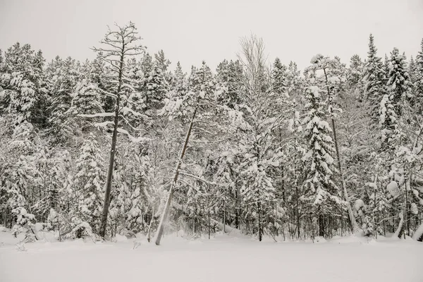 Bosque Cubierto Nieve Cubierto Con Una Gruesa Capa Nieve — Foto de Stock