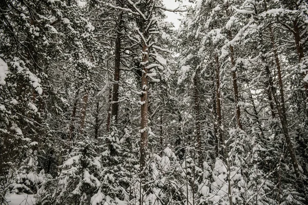 Заснеженные Леса Покрытые Толстым Слоем Снега — стоковое фото