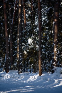 İlkbaharın ormana gelişi. Gerçeküstü parlak sıcak güneş ışığı, ağaçların üzerindeki derin gölgeler..