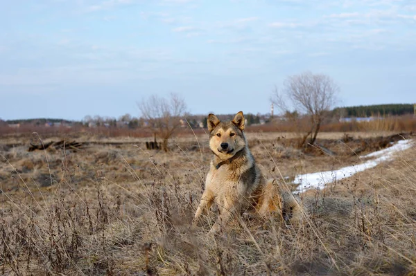 Portret Van Een Zwerfhond Met Een Litteken Zijn Wang — Stockfoto