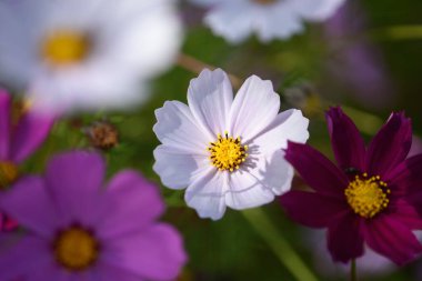 Parlak ve renkli kozmetik çiçekleri güneşli bir günde çiçek tarhında.