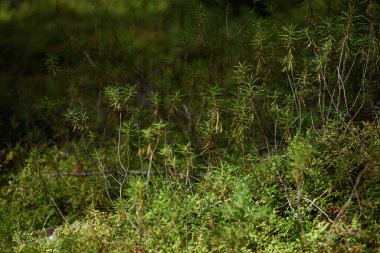 Orman bataklık bölgesi. Ledum fabrikası yakın plan.