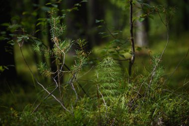 Orman bataklık bölgesi. Ledum fabrikası yakın plan.
