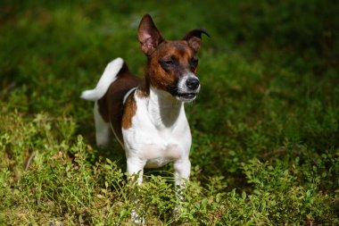 Ormanda yürüyüş yapan Jack Russell Teriyer portresi..