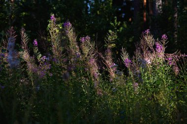 Gün batımı ışınlarında Chamaenerion fabrikası.