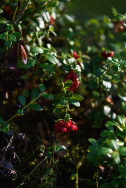 Kuzey yaban mersininin meyveleri ormandaki çalıların üzerinde..
