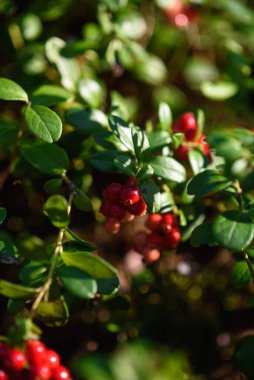 Kuzey yaban mersininin meyveleri ormandaki çalıların üzerinde..