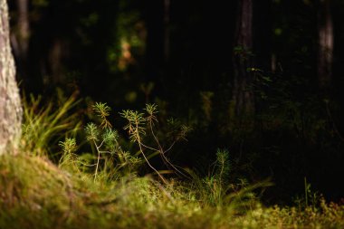 Orman bataklık bölgesi. Ledum fabrikası yakın plan.