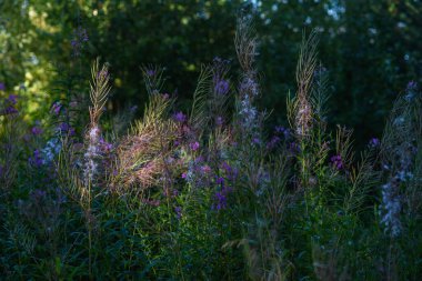 Gün batımı ışınlarında Chamaenerion fabrikası.