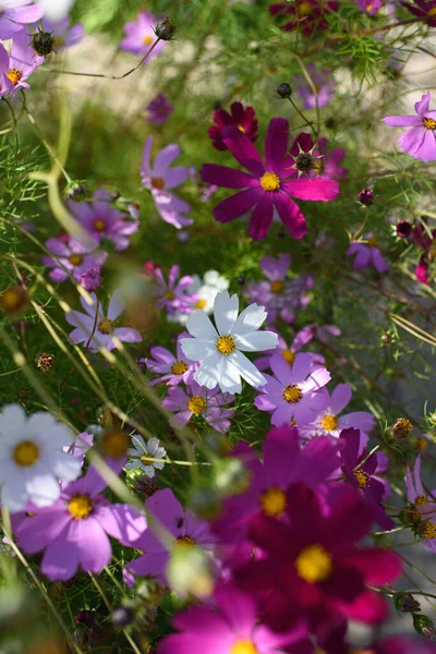 Helle Und Farbenfrohe Kosmetikblumen Auf Einem Beet Einem Sonnigen Tag — Stockfoto