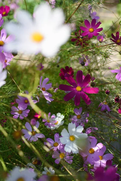 Helle Und Farbenfrohe Kosmetikblumen Auf Einem Beet Einem Sonnigen Tag — Stockfoto