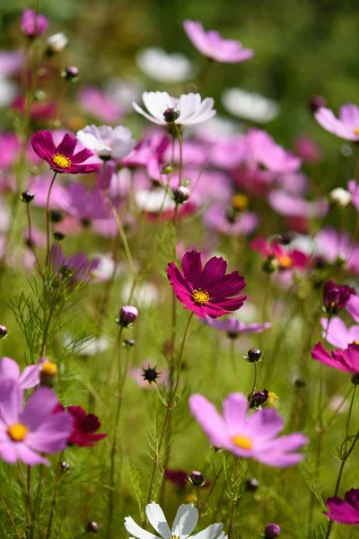 Helle Und Farbenfrohe Kosmetikblumen Auf Einem Beet Einem Sonnigen Tag — Stockfoto