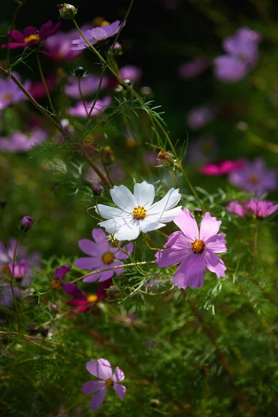 Flores Cosméticos Brillantes Coloridas Lecho Flores Día Soleado — Foto de Stock