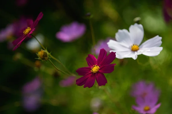 Heldere Kleurrijke Cosmea Bloemen Een Bloembed Een Zonnige Dag — Stockfoto