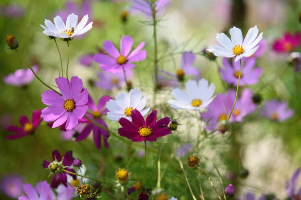 Bright Colorful Cosmea Flowers Flower Bed Sunny Day — Stock Photo, Image