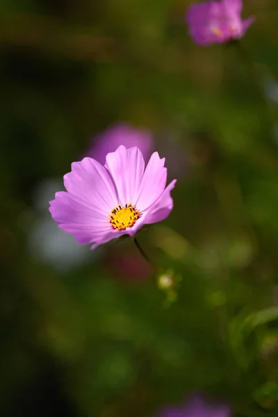 Heldere Kleurrijke Cosmea Bloemen Een Bloembed Een Zonnige Dag — Stockfoto