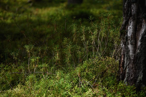 Área Pantanosa Del Bosque Primer Plano Planta Ledum — Foto de Stock